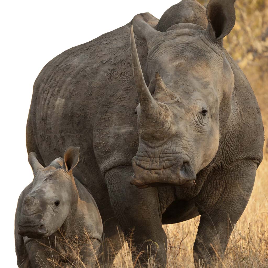 A rhino and her calf in Africa