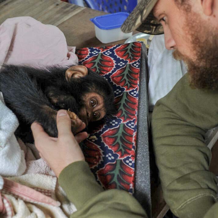 An infant chimp is comforted by an ESPA medic.